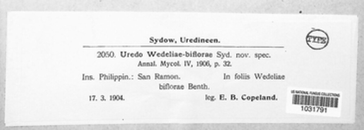 Uromyces wedeliae image